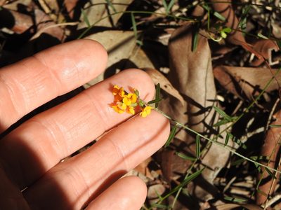 Chorizema parviflorum, photographed by Greg Tasney