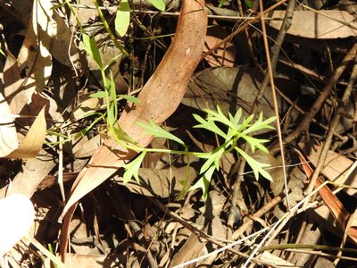 Haloragis heterophylla, photographed by Greg Tasney