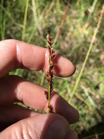 Machaerina teretifolia, photographed by Greg Tasney