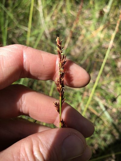 Machaerina teretifolia, photographed by Greg Tasney
