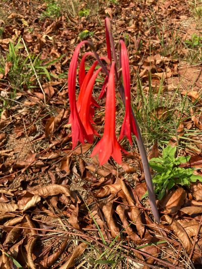 Cyrtanthus contractus, photographed by katuchka