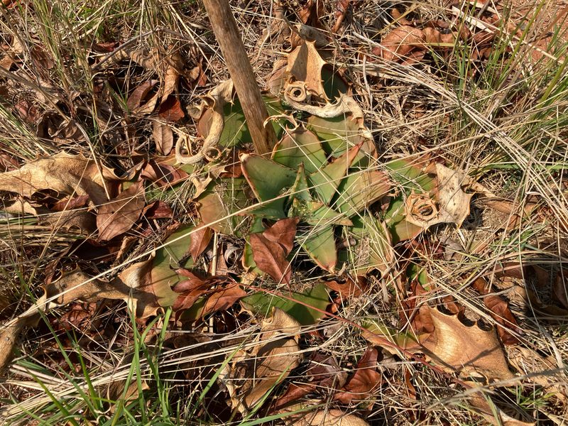 Aloe simii, photographed by katuchka