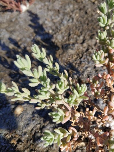Spirobassia hirsuta, photographed by Ульяна Лалак