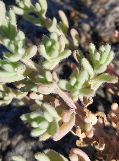 Spirobassia hirsuta, photographed by Ульяна Лалак