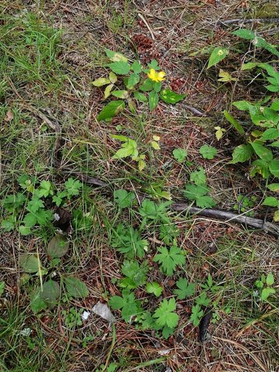 Ranunculus propinquus, photographed by Tatiana Strus