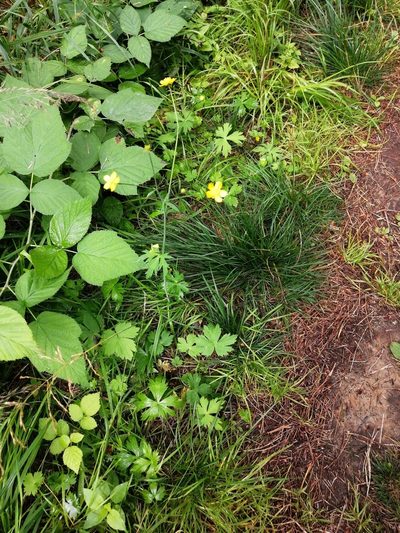 Ranunculus propinquus, photographed by Tatiana Strus