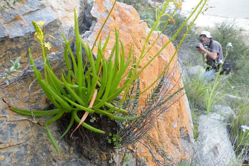 Bulbine ramosa, photographed by James Deacon
