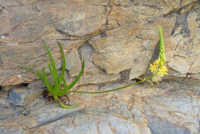 Bulbine ramosa, photographed by James Deacon