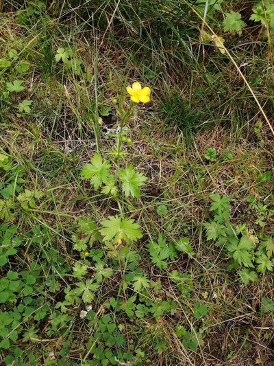 Ranunculus propinquus, photographed by Tatiana Strus