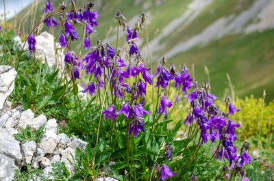 Campanula collina, photographed by Dmitrii Ignatev