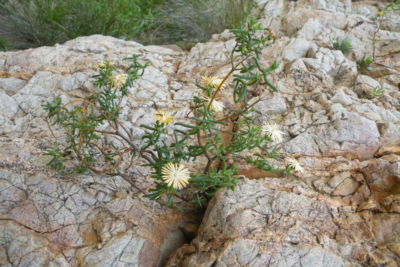 Delosperma badspoortense, photographed by James Deacon