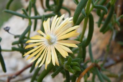 Delosperma badspoortense, photographed by James Deacon