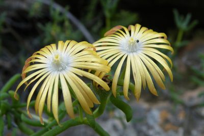 Delosperma badspoortense, photographed by James Deacon