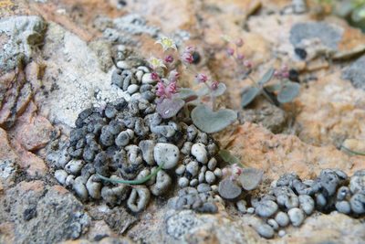 Crassula nemorosa, photographed by James Deacon