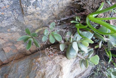 Tylecodon leucothrix, photographed by James Deacon