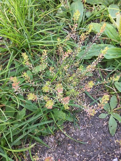 Lepidium apetalum, photographed by Андрей Тихонов