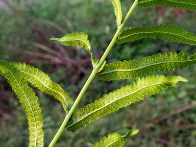Ampelopteris prolifera, photographed by Jacy Chen
