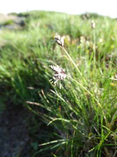 Oreochloa disticha, photographed by Grzegorz Grzejszczak