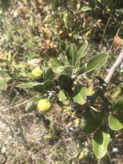 Pyrus elaeagrifolia, photographed by Vladislav Isaev
