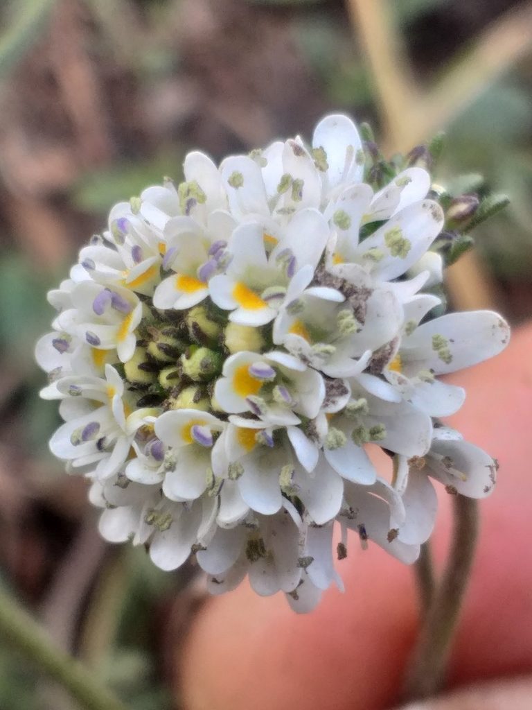Phyllopodium rustii, photographed by kevin koen