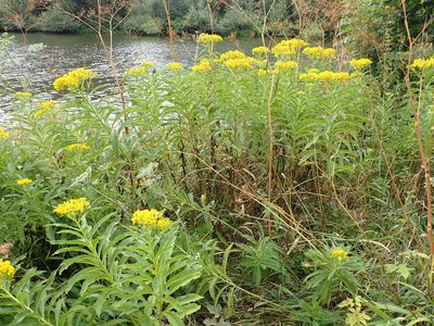 Senecio sarracenicus, photographed by Nasser Halaweh