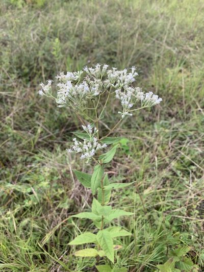 Eupatorium godfreyanum, photographed by CK2AZ