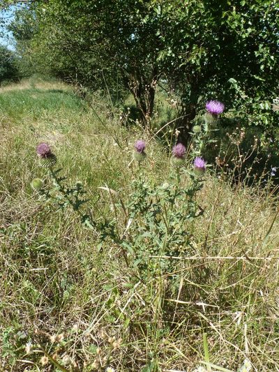Cirsium ciliatum, photographed by Юрий Данилевский (Yuriy Danilevsky)
