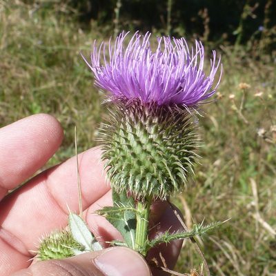 Cirsium ciliatum, photographed by Юрий Данилевский (Yuriy Danilevsky)