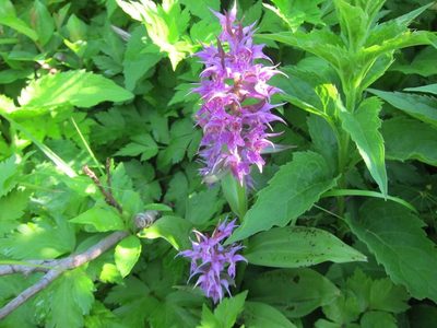 Dactylorhiza aristata, photographed by Marco Mussita