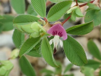 Kummerowia stipulacea, photographed by Tanya Riseman