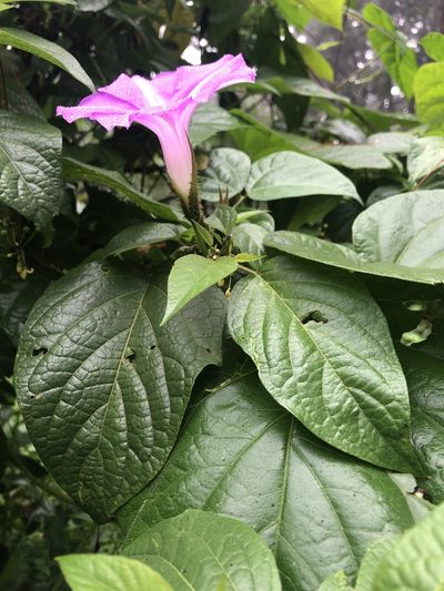Ipomoea silvicola, photographed by Grete Pasch