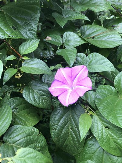 Ipomoea silvicola, photographed by Grete Pasch
