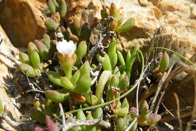 Delosperma esterhuyseniae, photographed by James Deacon