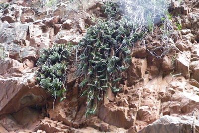 Gasteria rawlinsonii, photographed by James Deacon