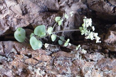Crassula nemorosa, photographed by James Deacon