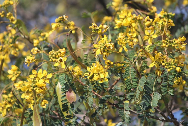 Senna polyantha, photographed by José Belem Hernández Díaz