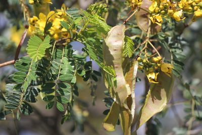 Senna polyantha, photographed by José Belem Hernández Díaz