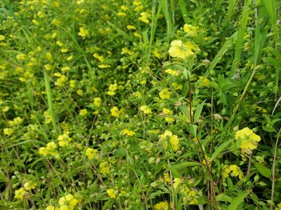 Lysimachia lanceolata, photographed by Tom Field