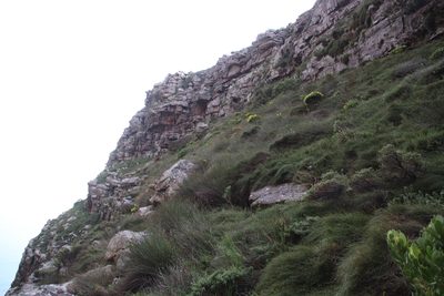 Penaea fucata, photographed by Tony Rebelo