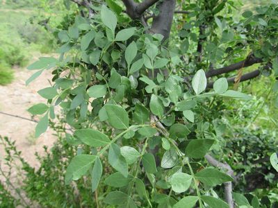 Fraxinus gooddingii, photographed by Jonathan Rodriguez