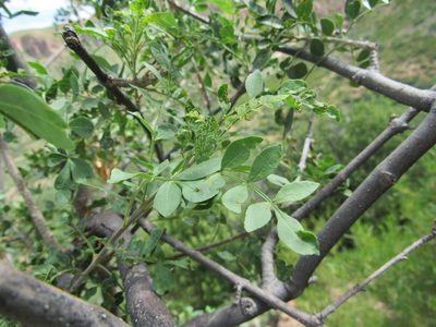 Fraxinus gooddingii, photographed by Jonathan Rodriguez