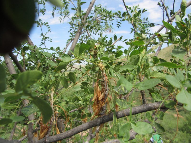 Fraxinus gooddingii, photographed by Jonathan Rodriguez