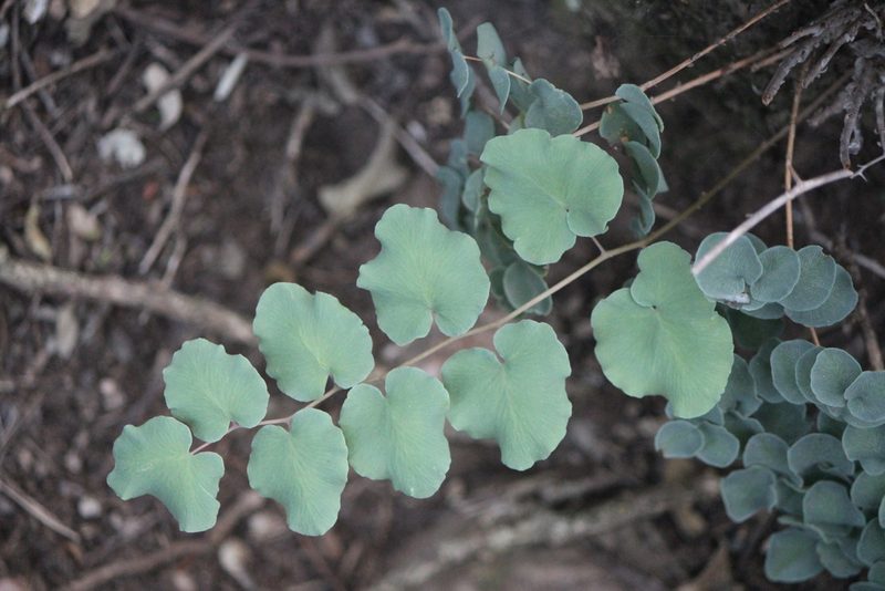 Windhamia cordifolia, photographed by José Belem Hernández Díaz