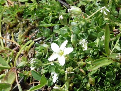Arenaria ciliata, photographed by Wolfgang Jauch