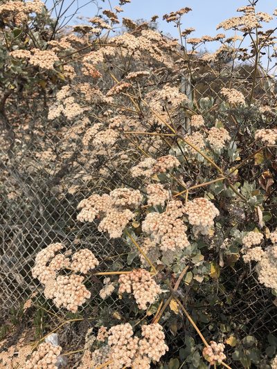 Eriogonum giganteum, photographed by Adam Wachtel
