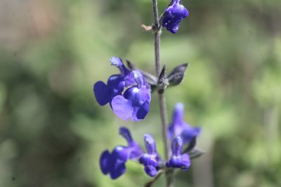 Salvia chamaedryoides, photographed by José Belem Hernández Díaz