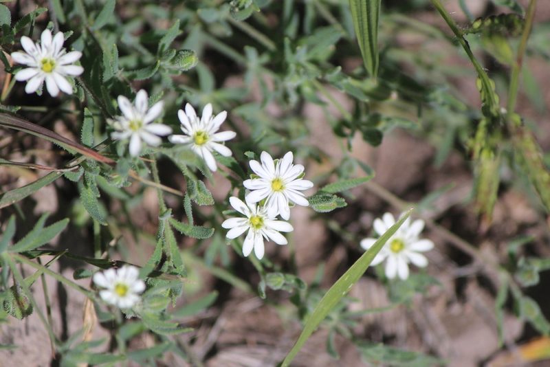 Drymaria arenarioides, photographed by José Belem Hernández Díaz