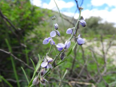 Hebecarpa barbeyana, photographed by Leticia Jiménez Hernández