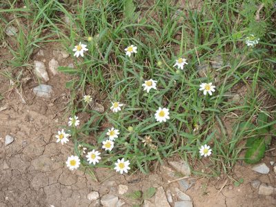 Melampodium cinereum, photographed by Leticia Jiménez Hernández