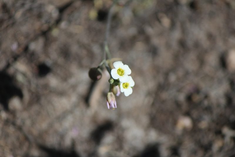 Physaria schaffneri, photographed by José Belem Hernández Díaz